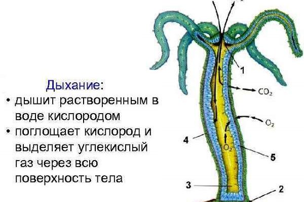 Ссылки на кракен маркетплейс