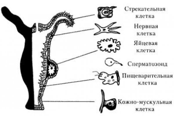 Кракен ссылка тор kraken014 com